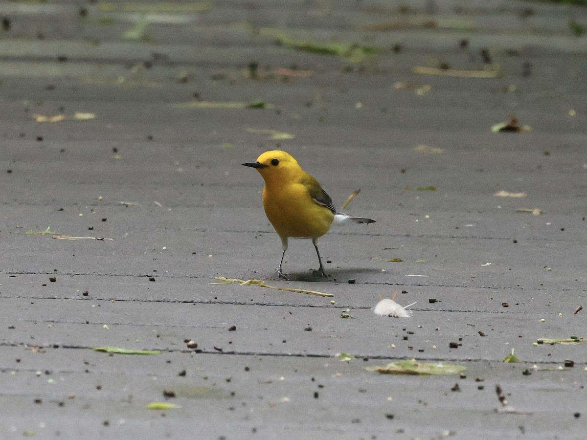 Prothonotary Warbler - Amy Bishop & Doug Booher