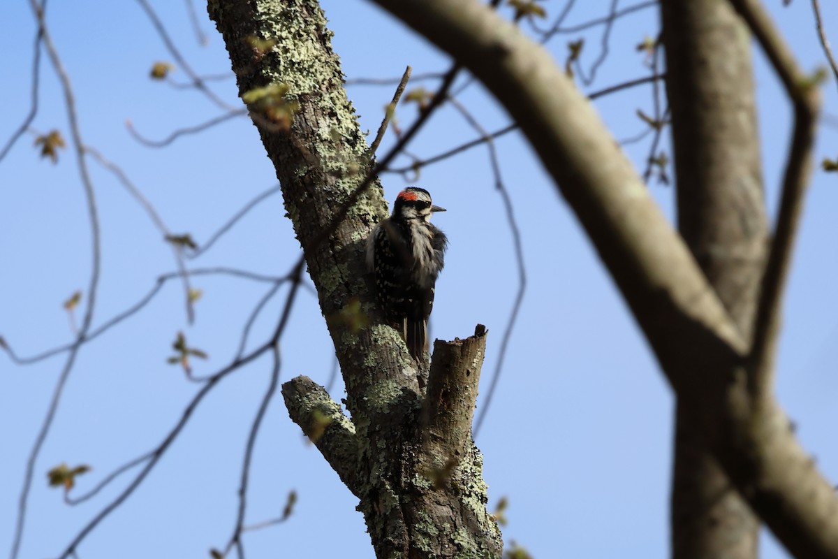 Hairy Woodpecker - ML618492555