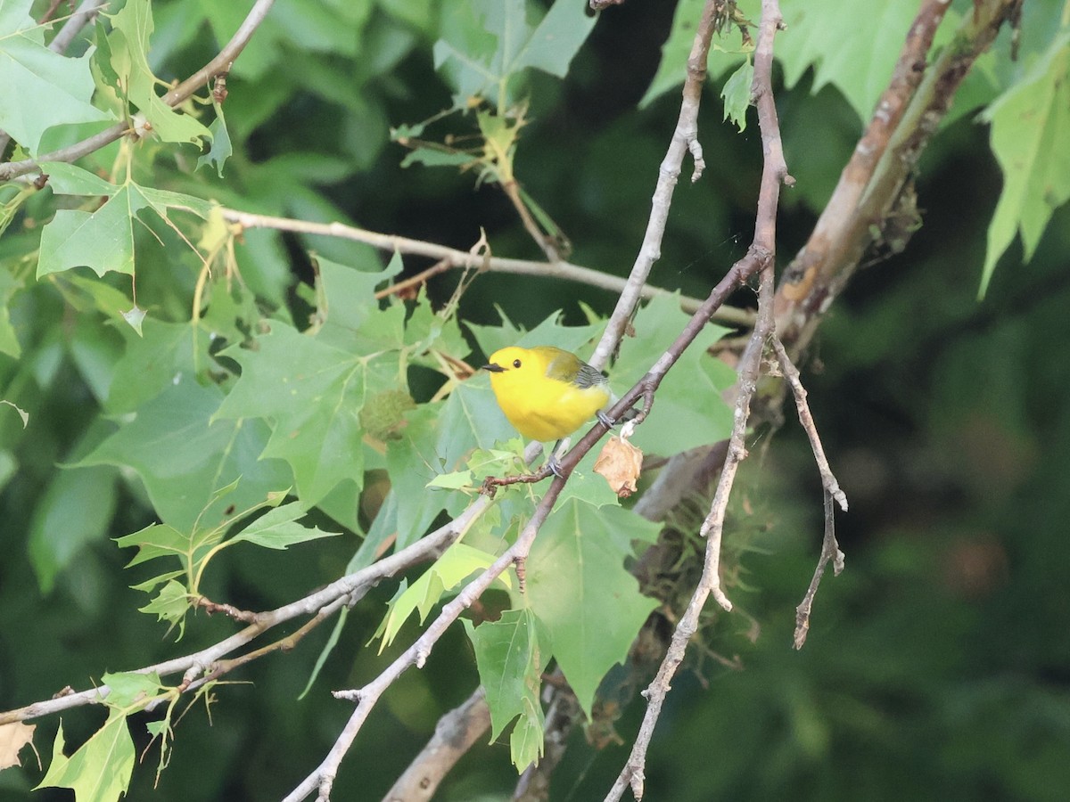 Prothonotary Warbler - ML618492559