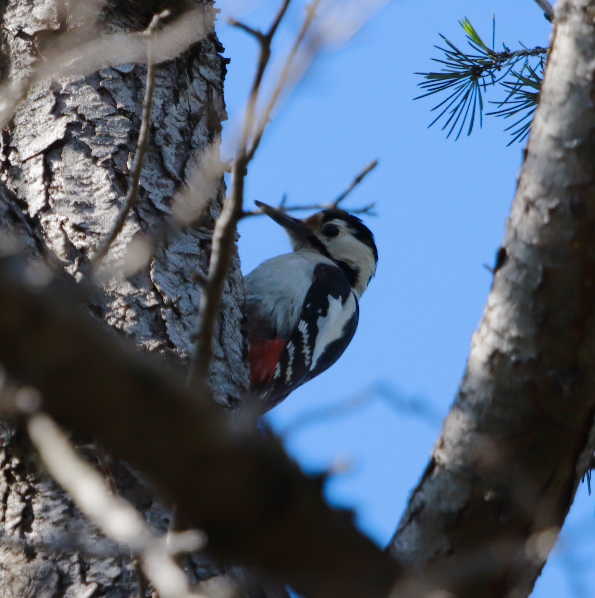 Syrian Woodpecker - ML618492568