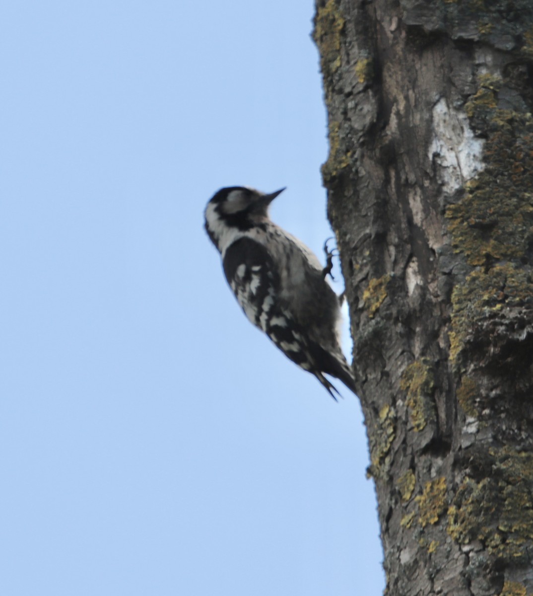 Lesser Spotted Woodpecker - ML618492569