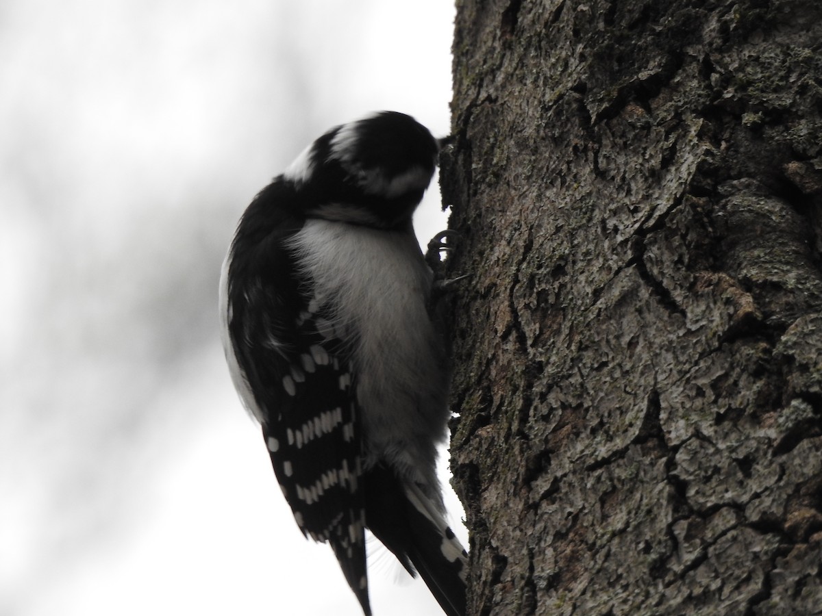 Downy Woodpecker - Jacques Bélanger