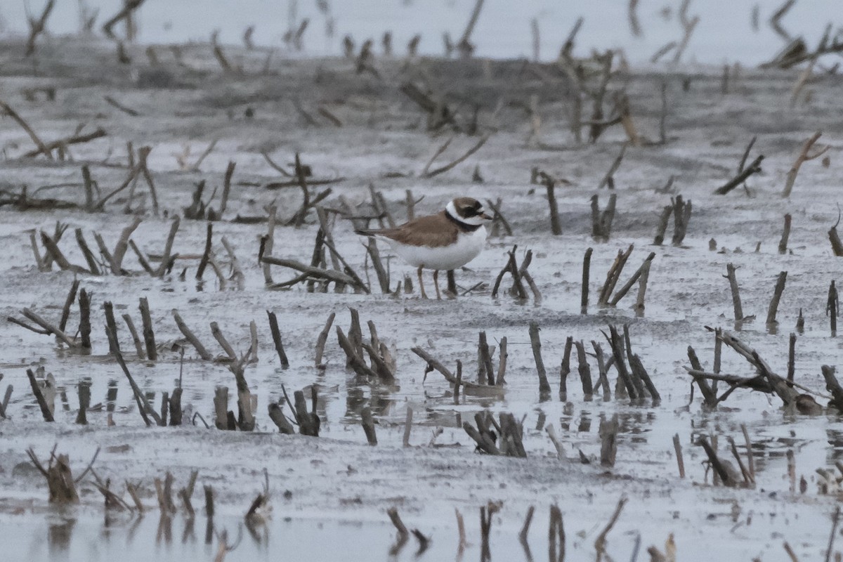 Semipalmated Plover - ML618492590