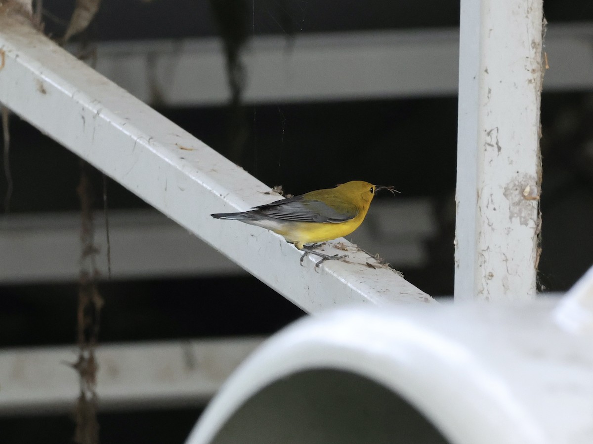 Prothonotary Warbler - Amy Bishop & Doug Booher