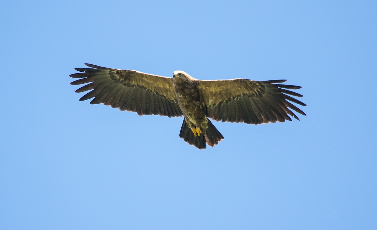 Lesser Spotted Eagle - ML618492639