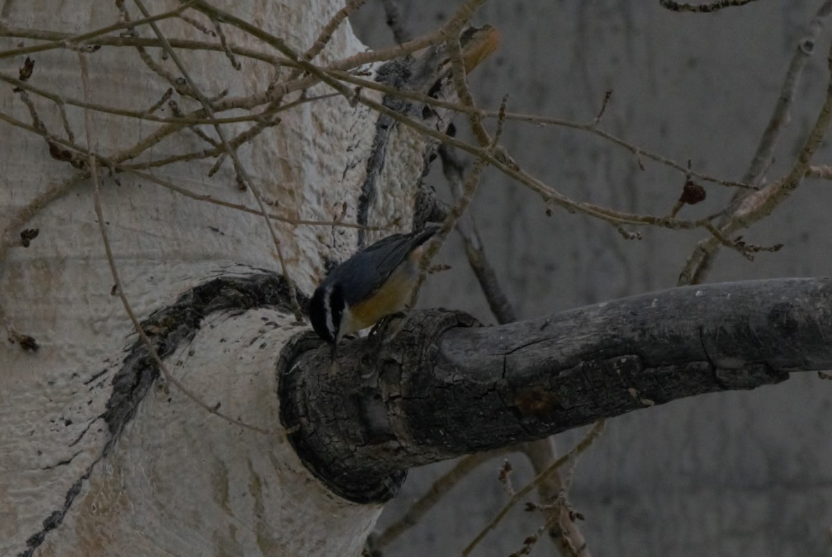 Red-breasted Nuthatch - ML618492656