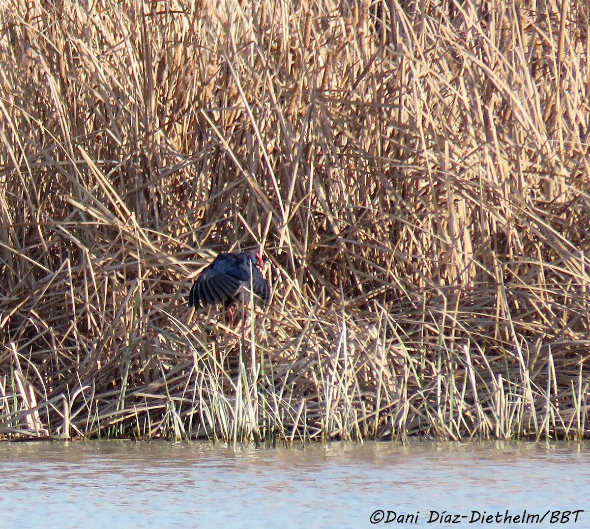 Western Swamphen - Anonymous