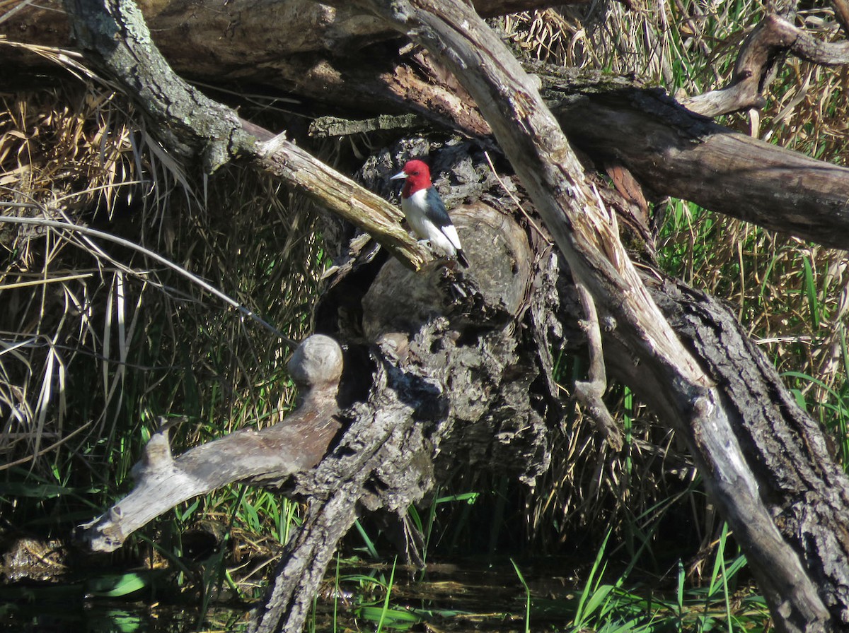 Red-headed Woodpecker - ML618492682