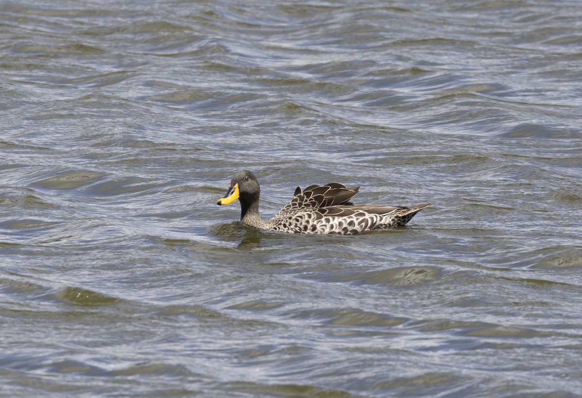 Yellow-billed Duck - Liette Desfosses