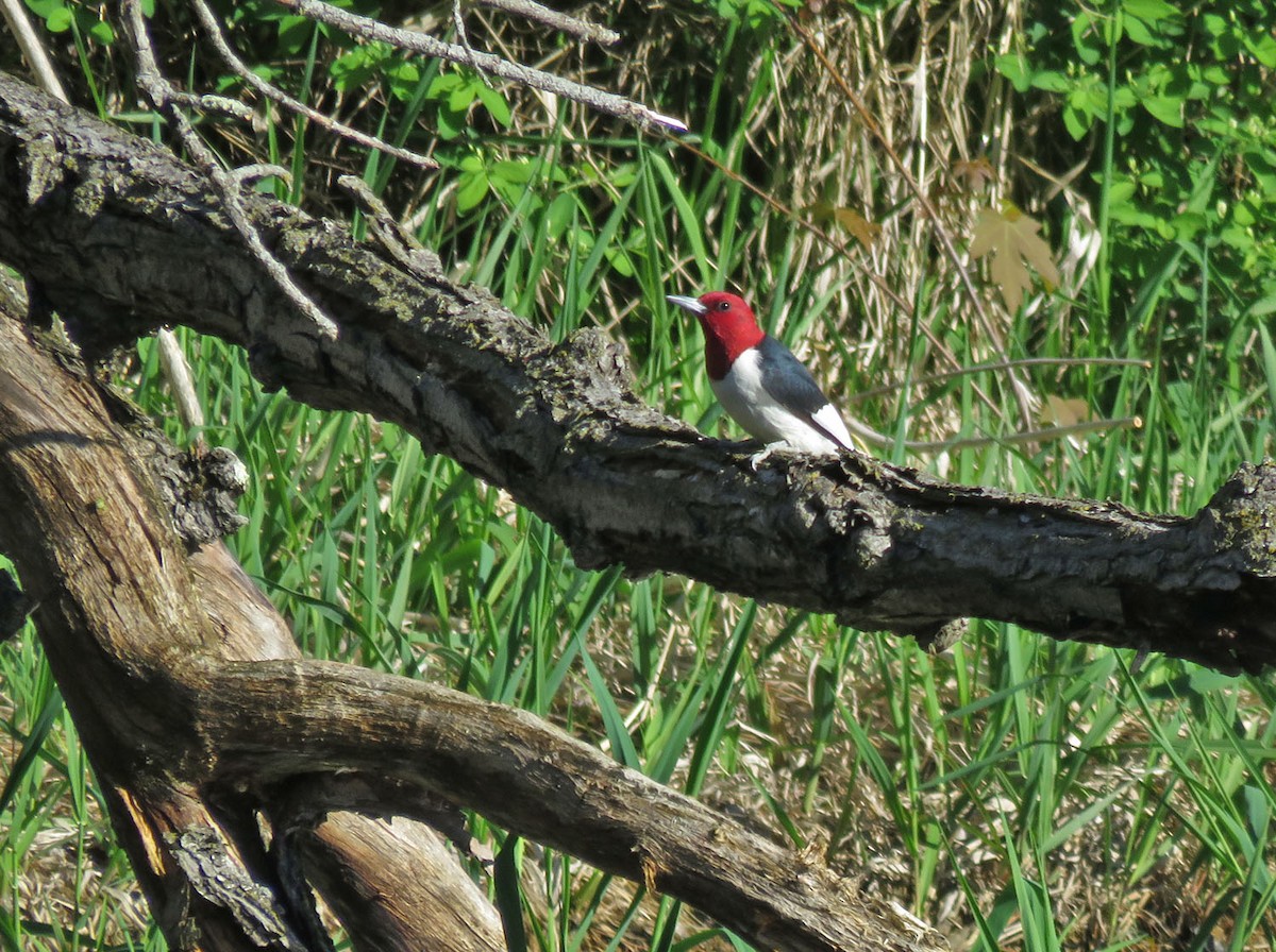 Red-headed Woodpecker - ML618492705