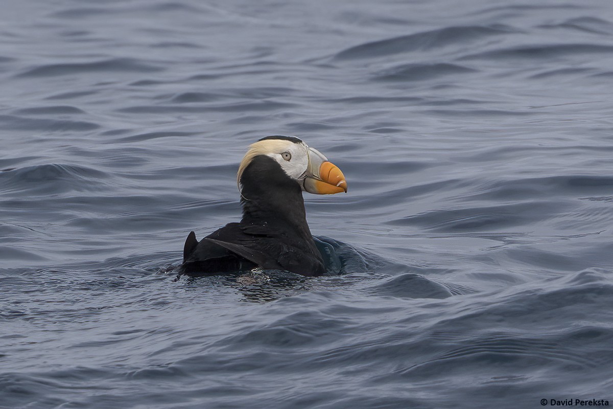 Tufted Puffin - ML618492711