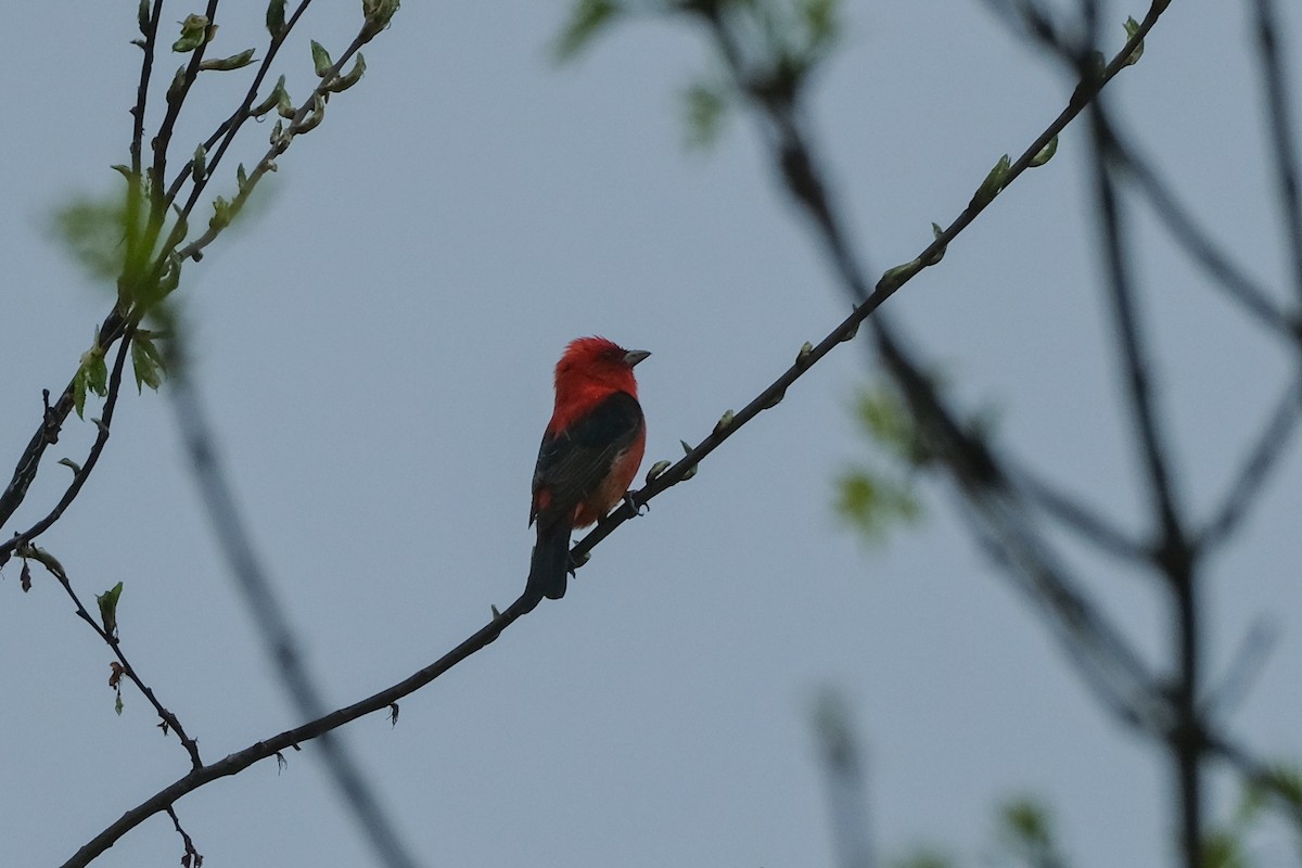 Scarlet Tanager - ML618492719