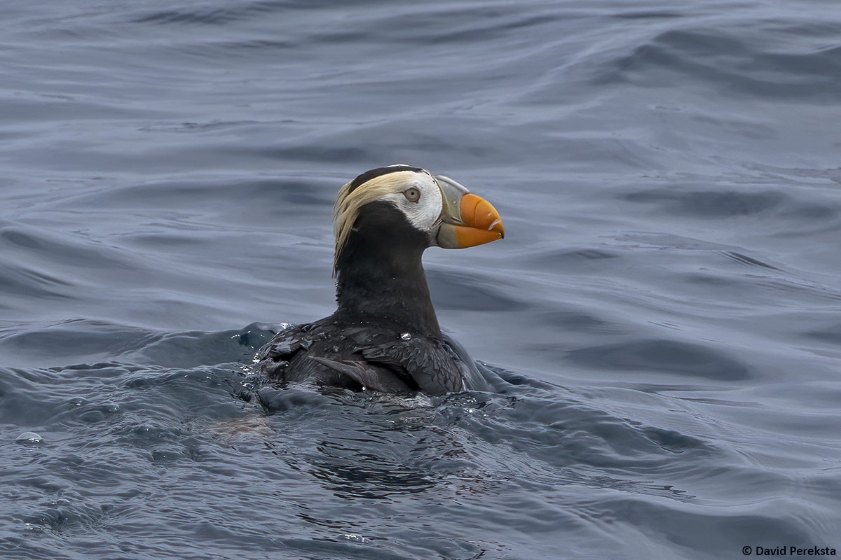 Tufted Puffin - ML618492731