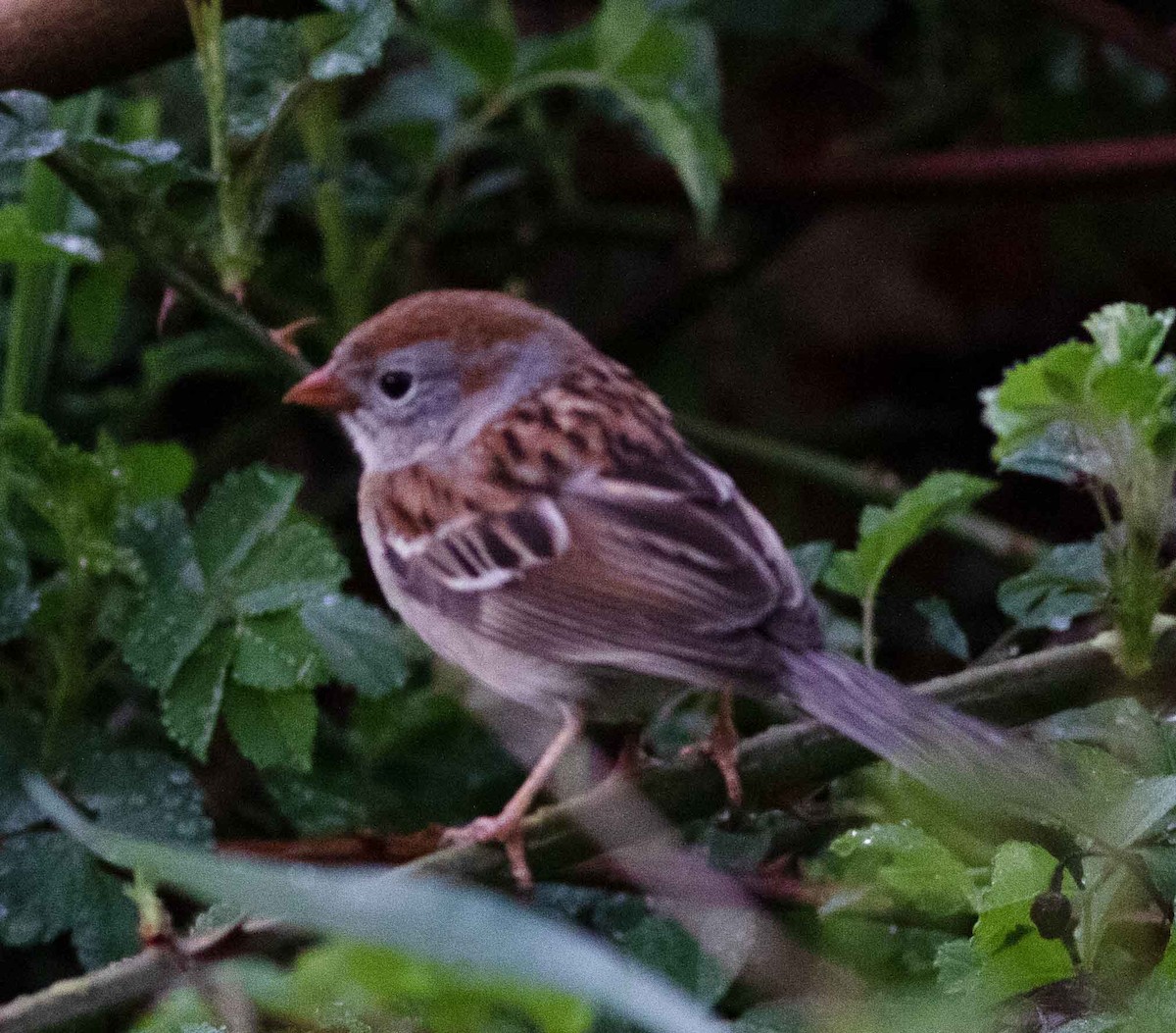 Field Sparrow - ML618492758