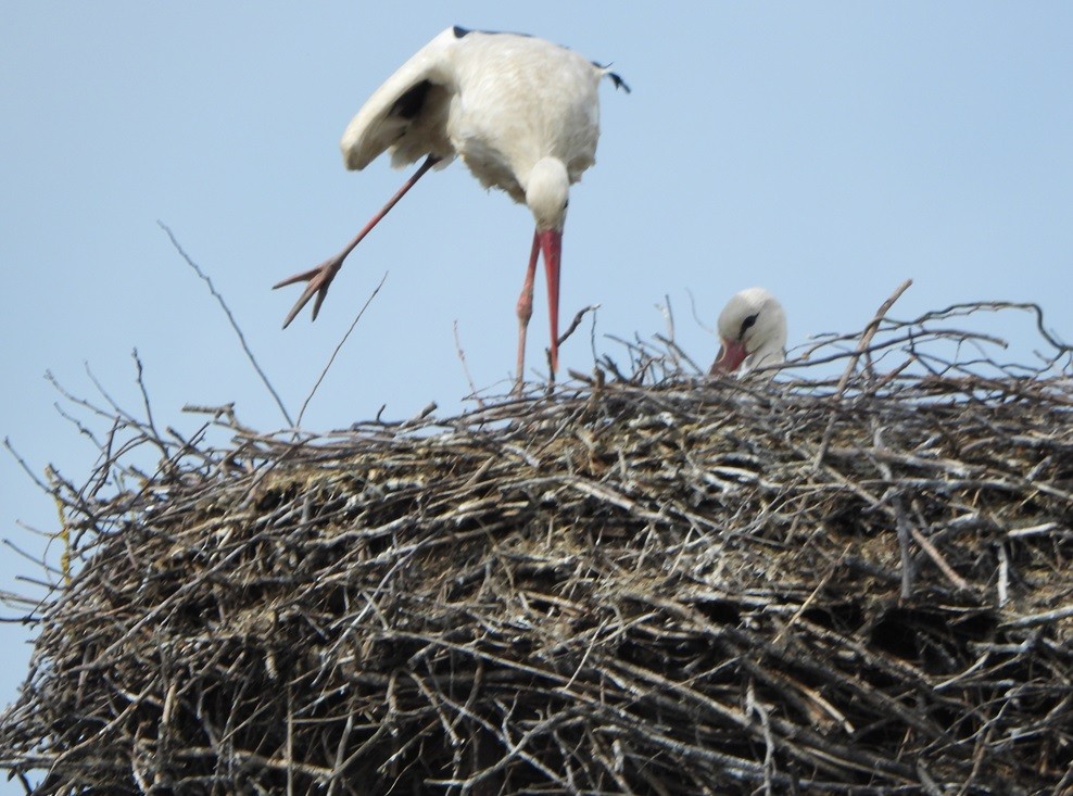 White Stork - ML618492871