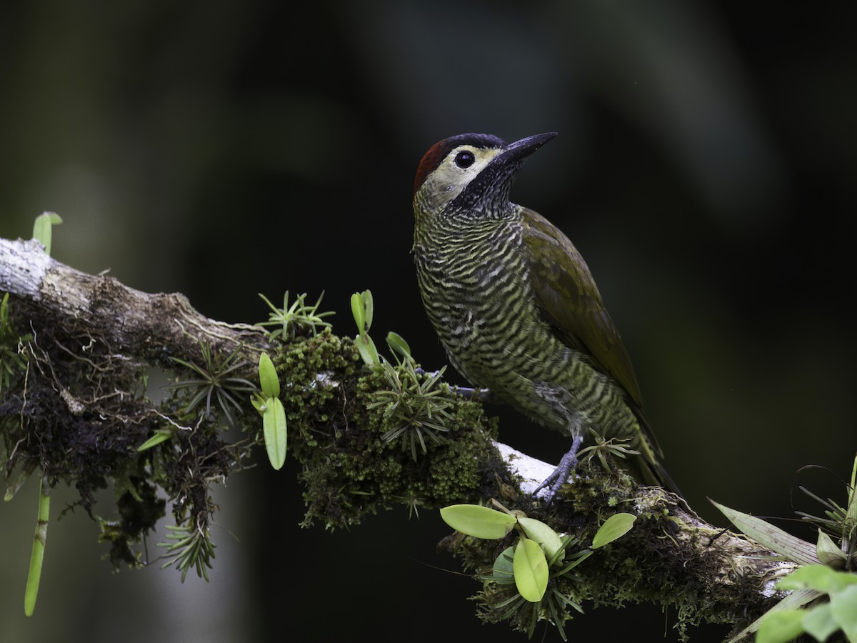 Golden-olive Woodpecker - Alex Mesquita