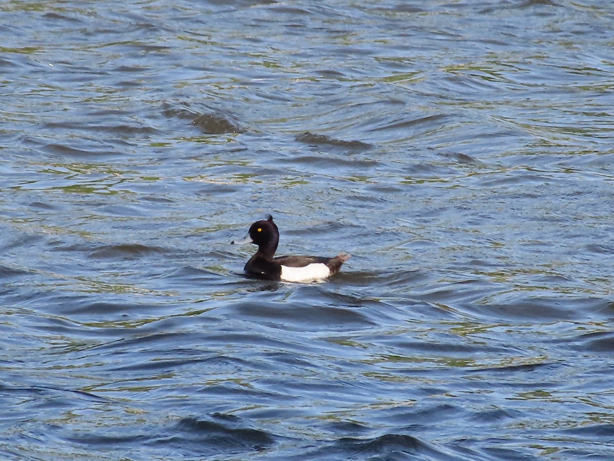 Tufted Duck - ML618492948