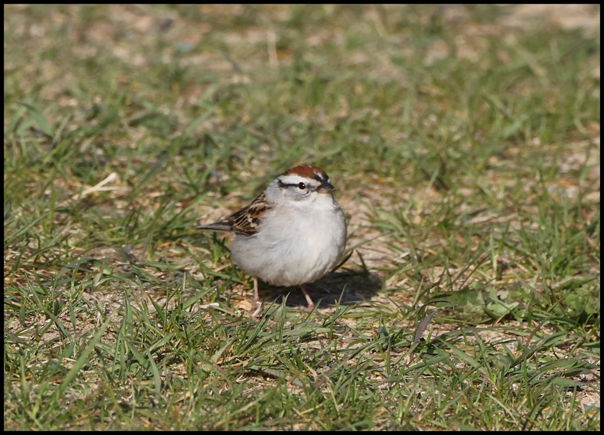 Chipping Sparrow - ML618492980