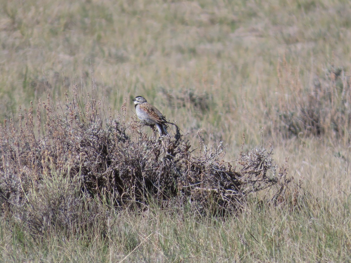 Thick-billed Longspur - ML618493019