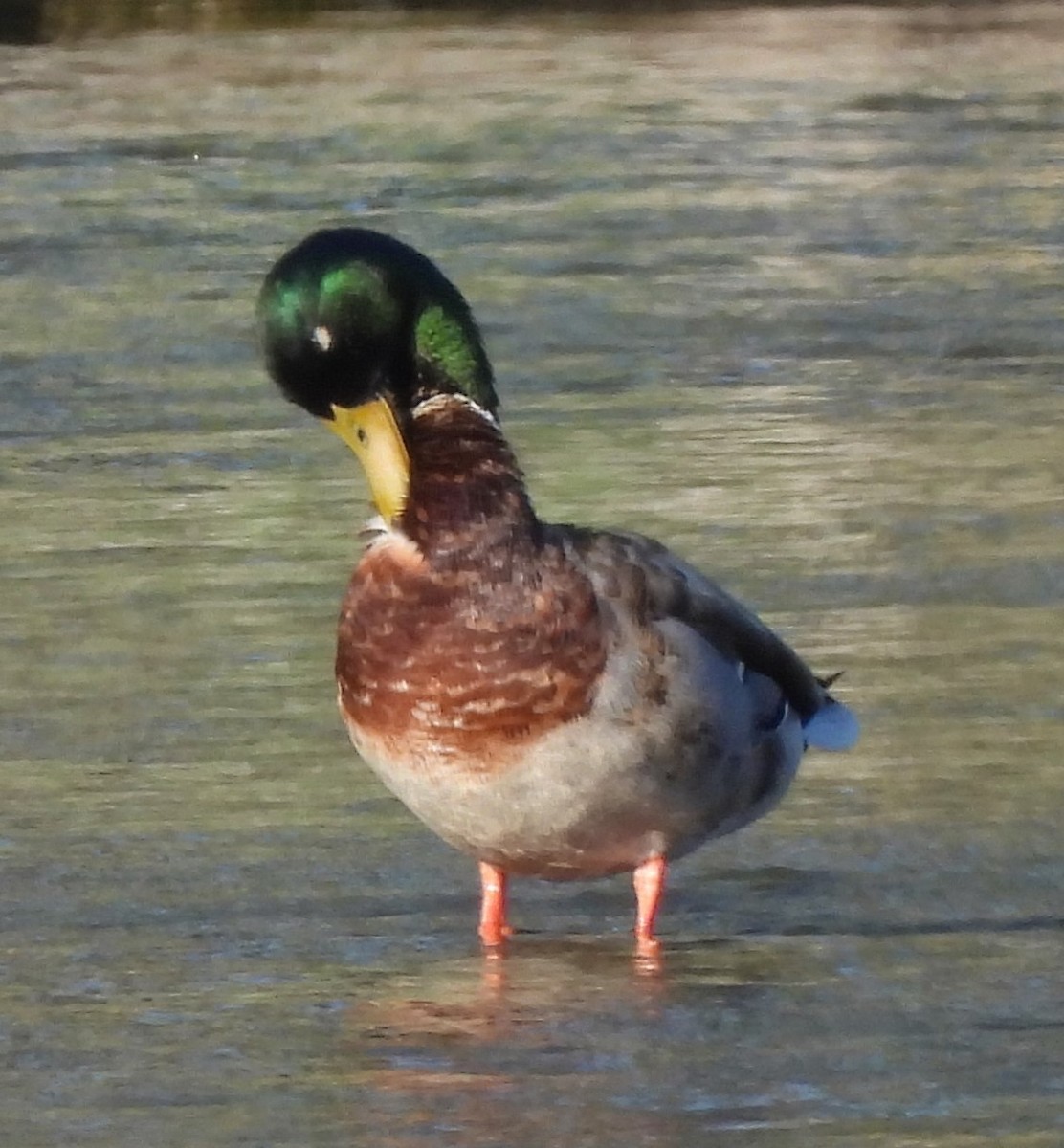 eBird Checklist 4 May 2024 Navajo Lake SPCottonwood Day Use Area