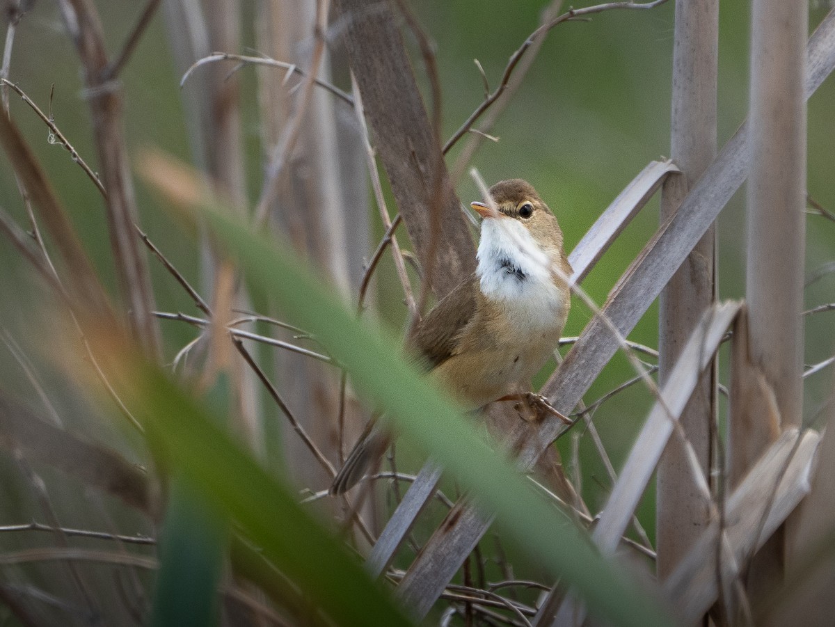 Common Reed Warbler - ML618493100