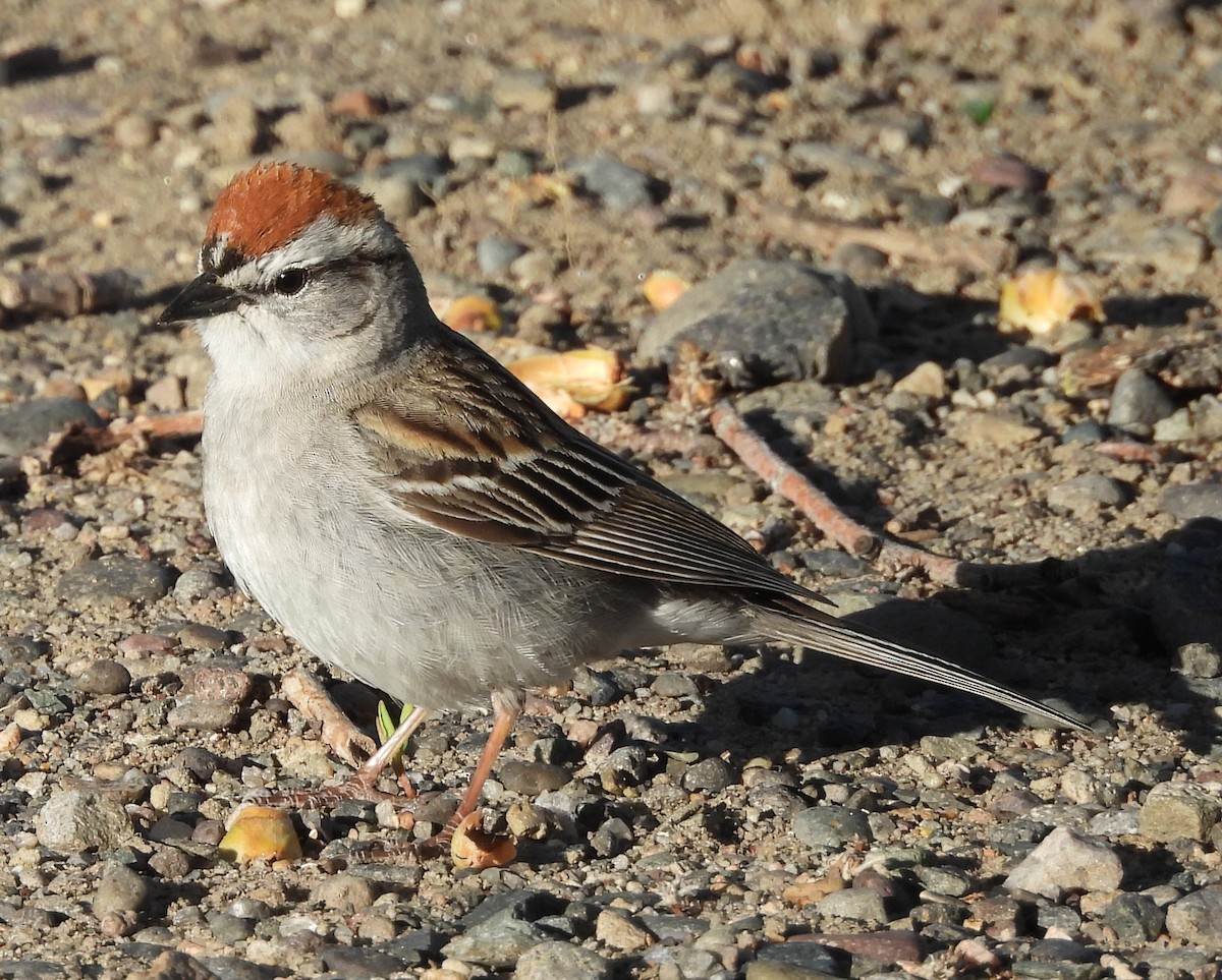 Chipping Sparrow - ML618493109