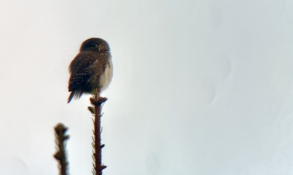 Eurasian Pygmy-Owl - Jakub Macháň