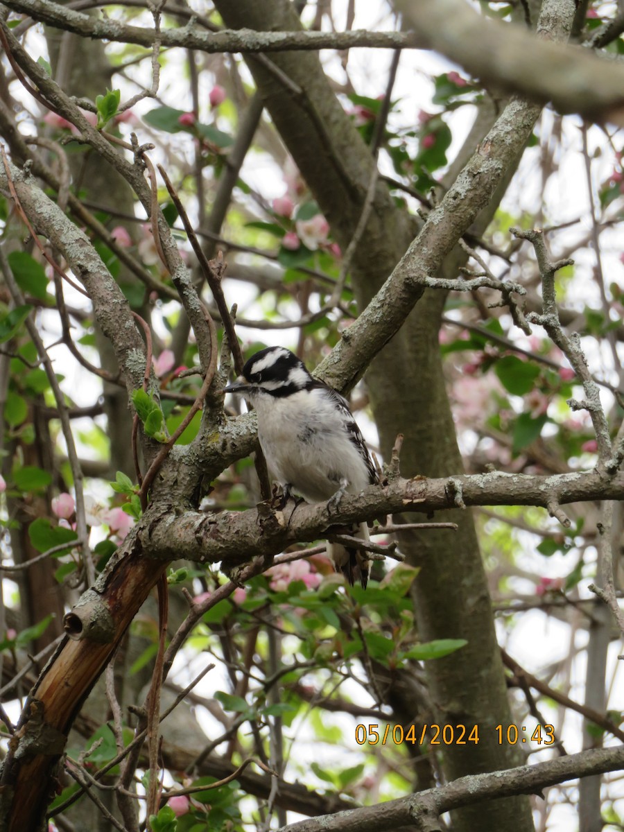Downy Woodpecker - Carina Sa