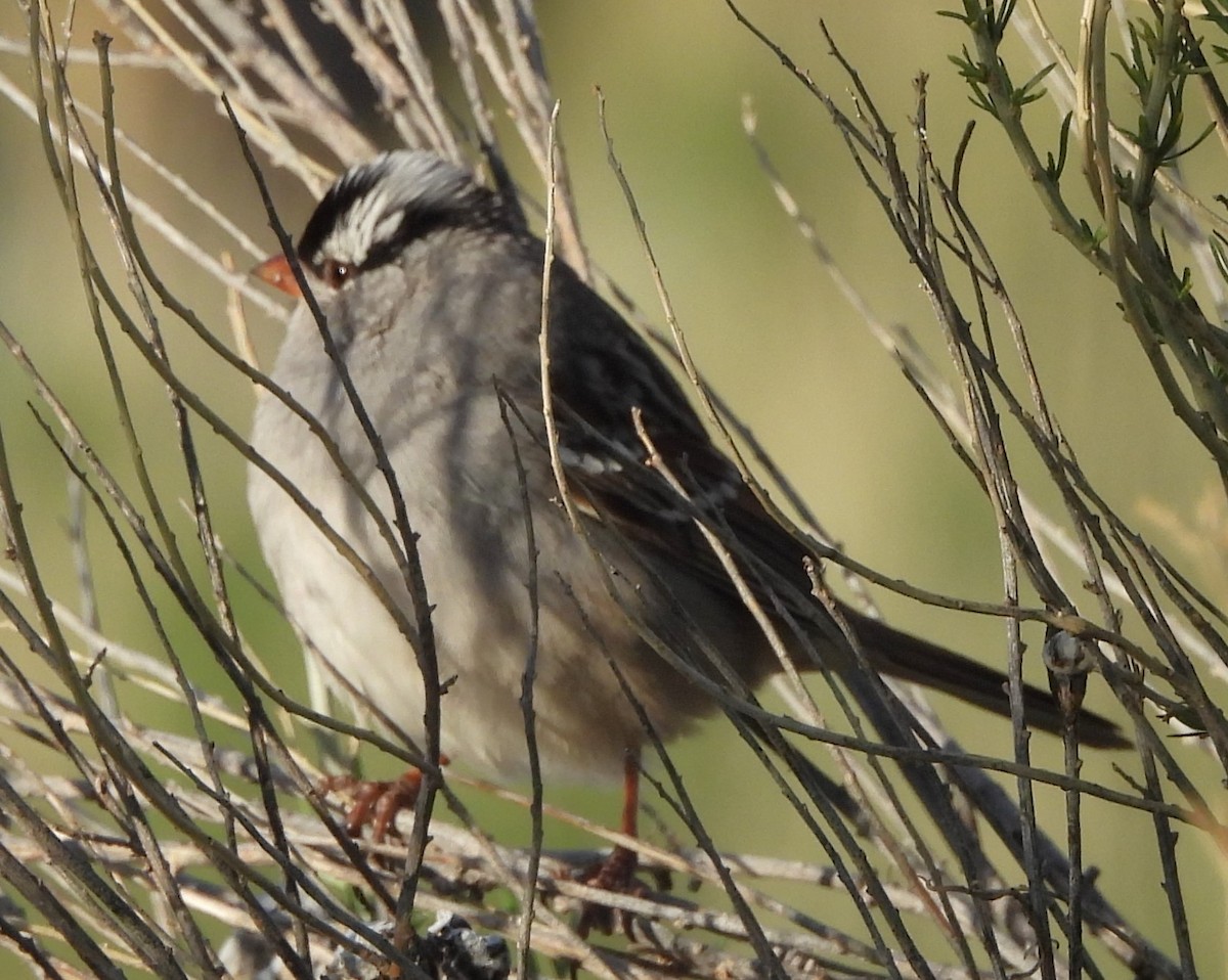 White-crowned Sparrow - ML618493155