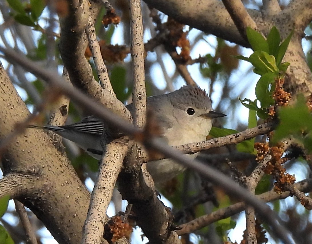 Lucy's Warbler - ML618493186