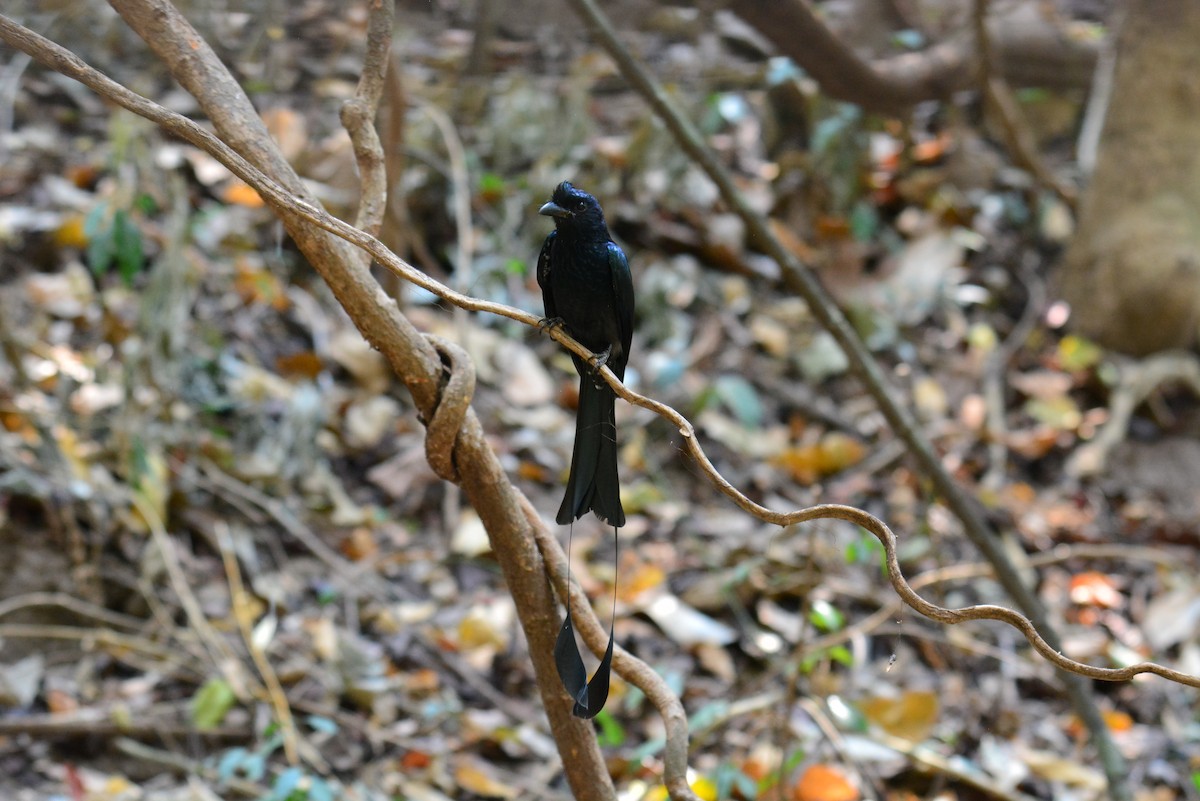 Greater Racket-tailed Drongo - ML618493187