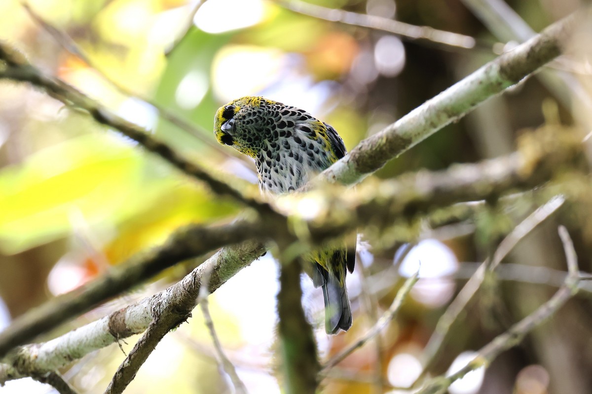 Speckled Tanager - ML618493197