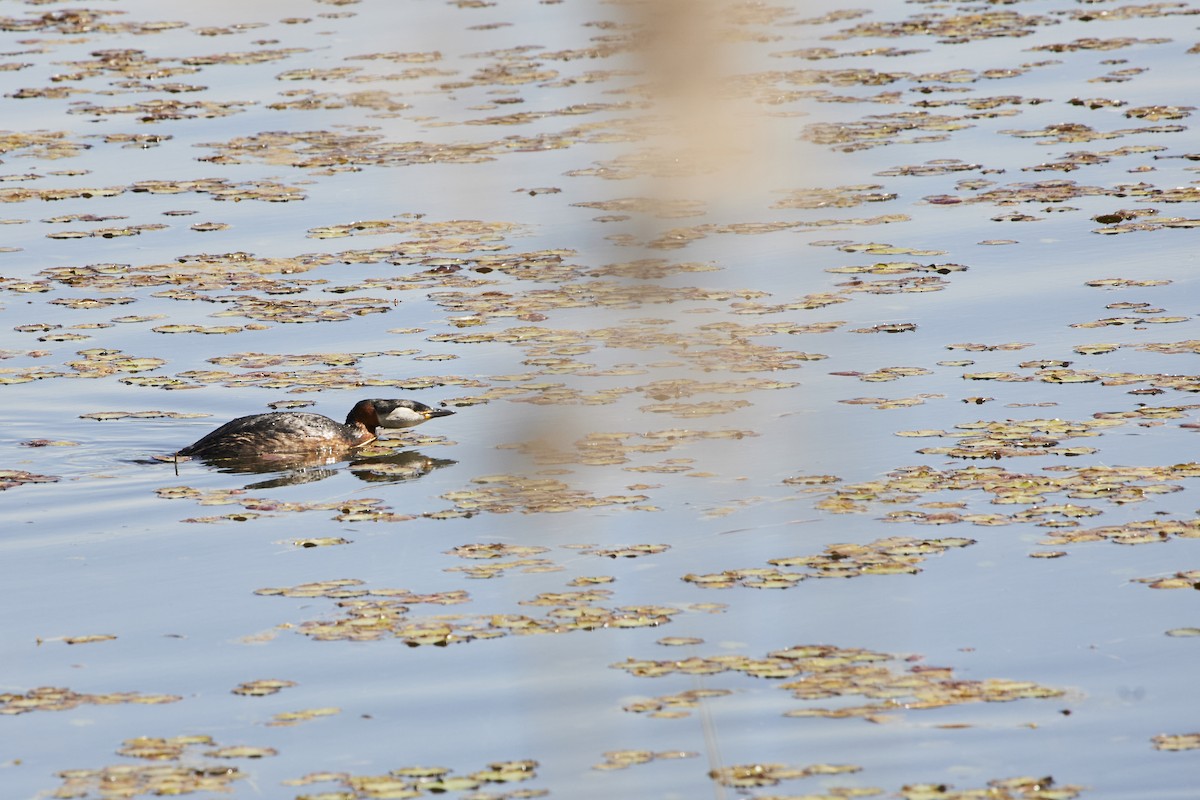 Red-necked Grebe - ML618493249