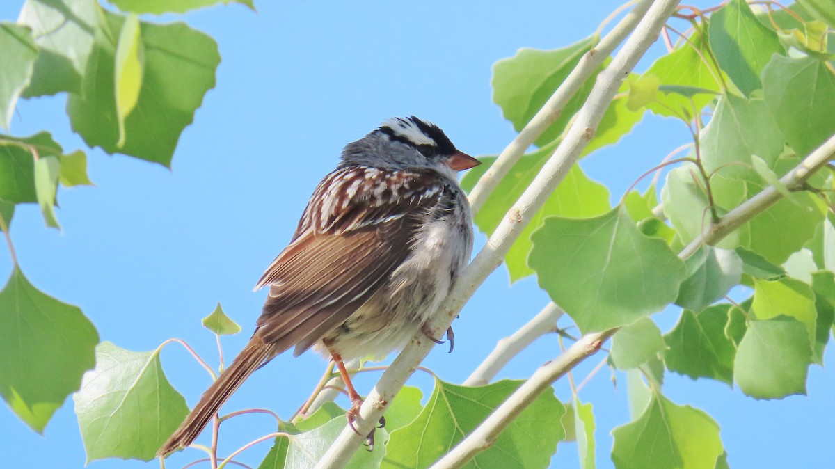White-crowned Sparrow - ML618493263