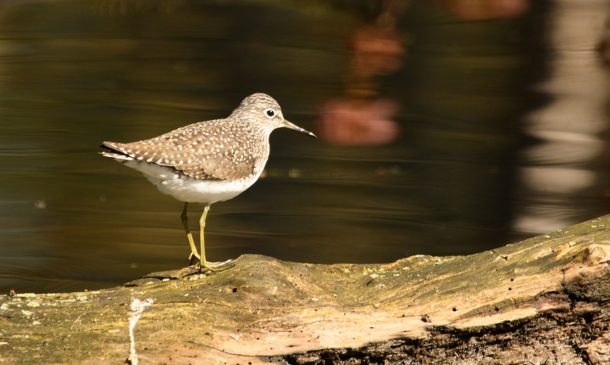 Solitary Sandpiper - Tim Griffiths