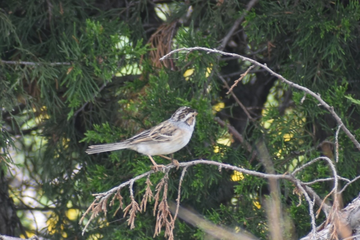 Clay-colored Sparrow - ML618493298