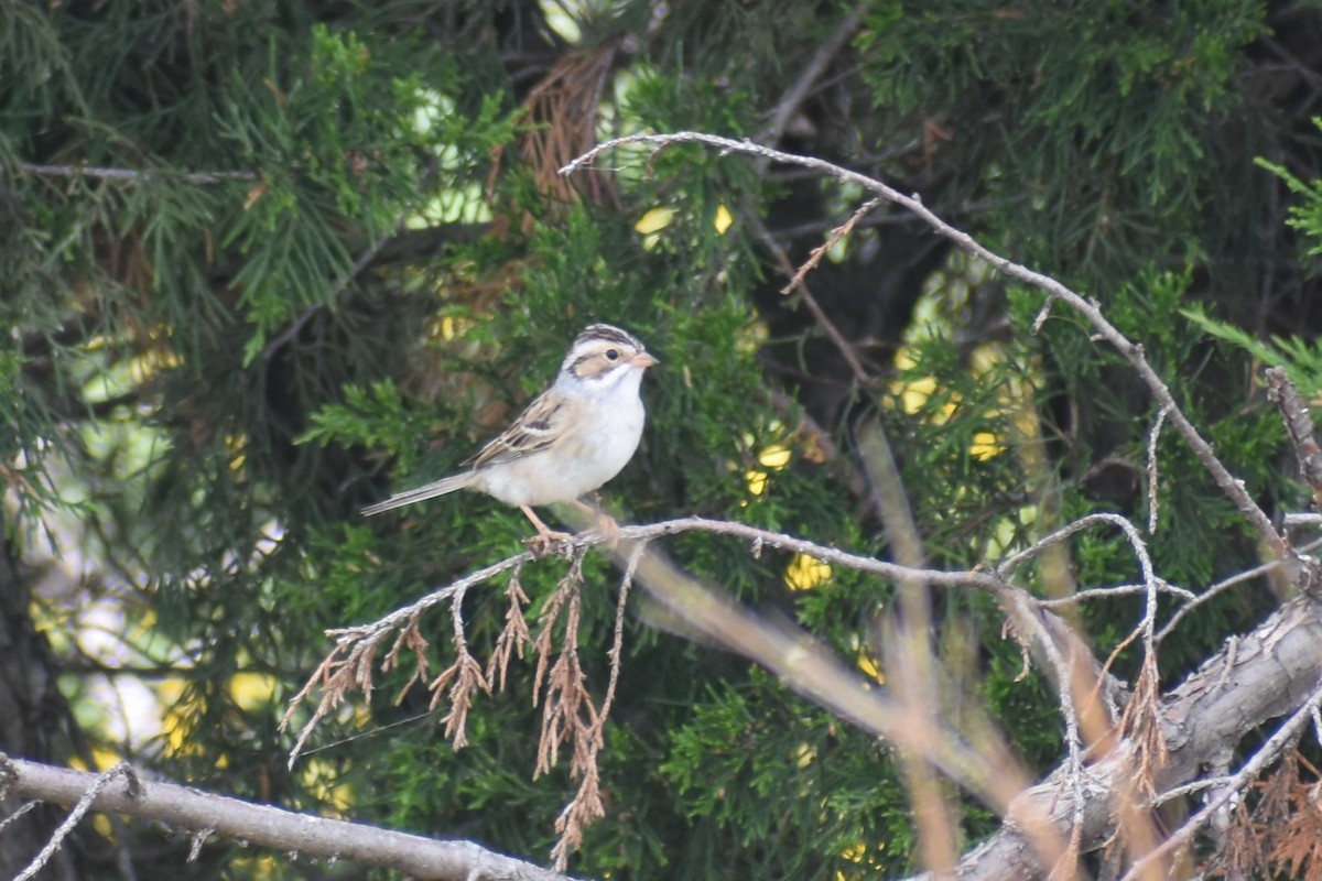 Clay-colored Sparrow - ML618493299