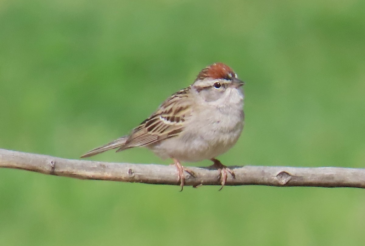 Chipping Sparrow - ML618493320