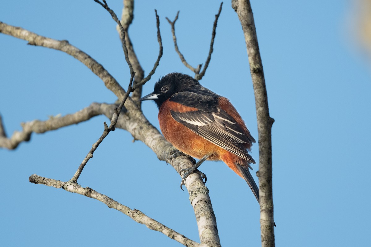 Orchard Oriole - ML618493335