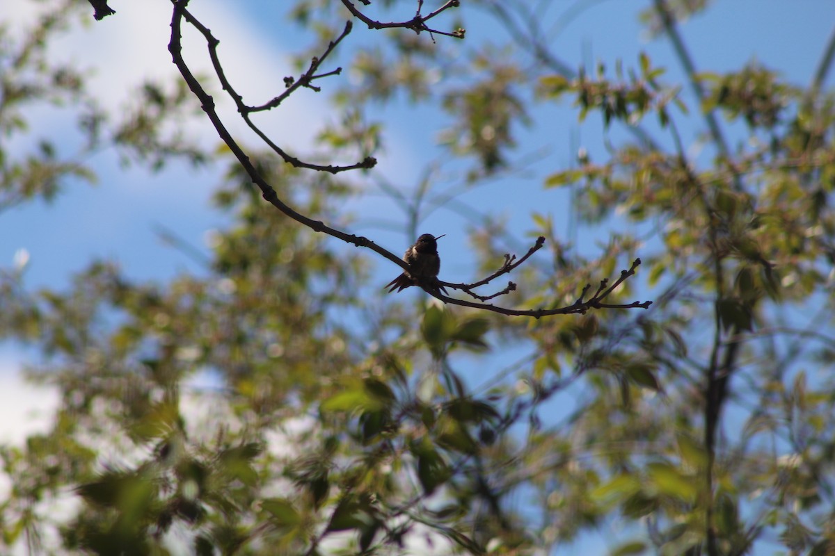 Ruby-throated Hummingbird - ML618493338