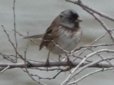 Harris's Sparrow - ML618493347