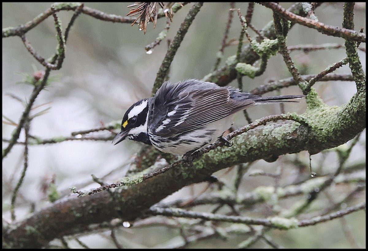 Black-throated Gray Warbler - ML618493354