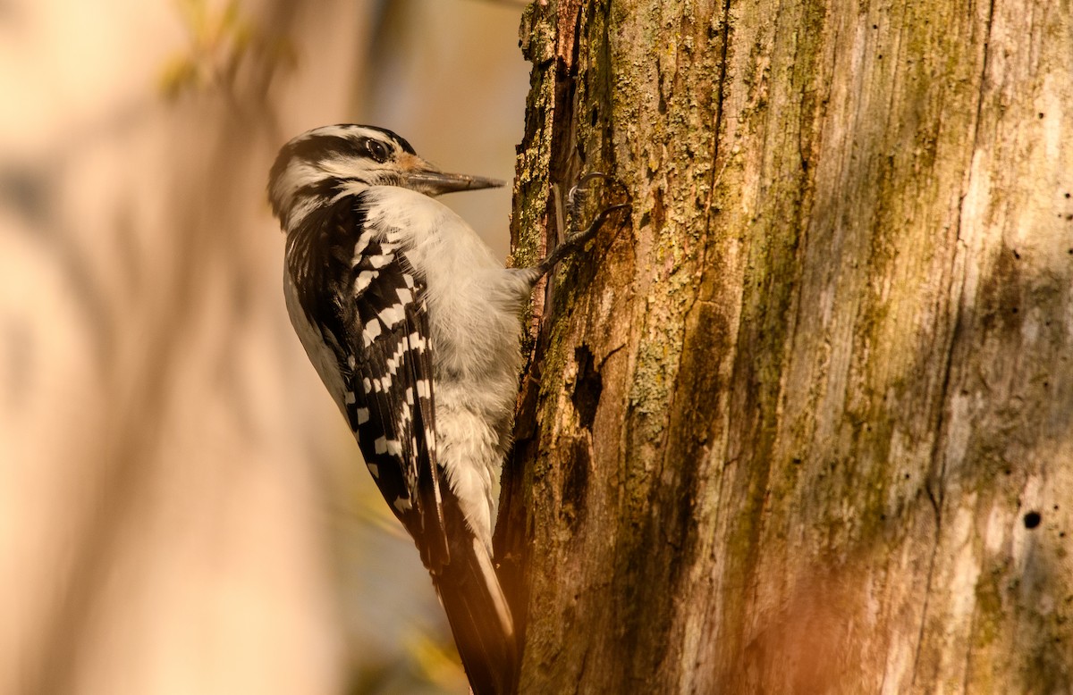 Hairy Woodpecker - Tim Griffiths
