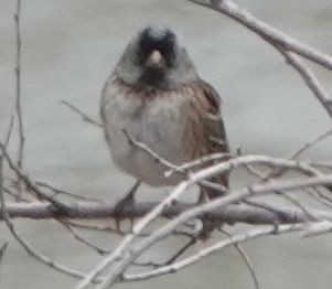 Harris's Sparrow - ML618493370