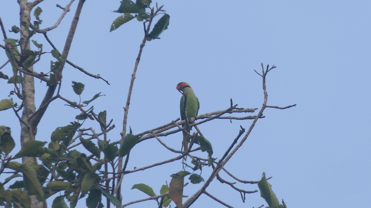 Long-tailed Parakeet - ML618493375
