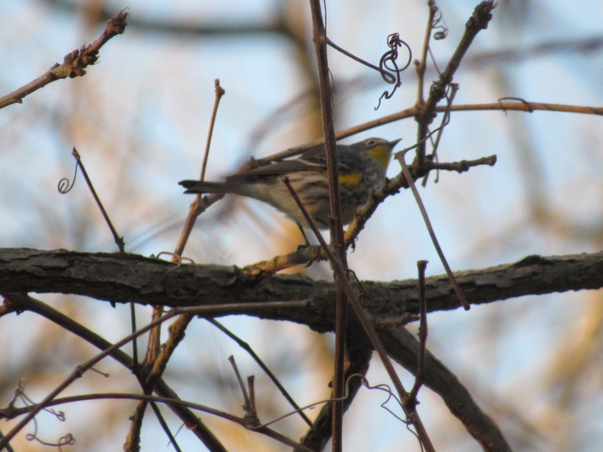 Yellow-rumped Warbler (Audubon's) - Caleb Helsel