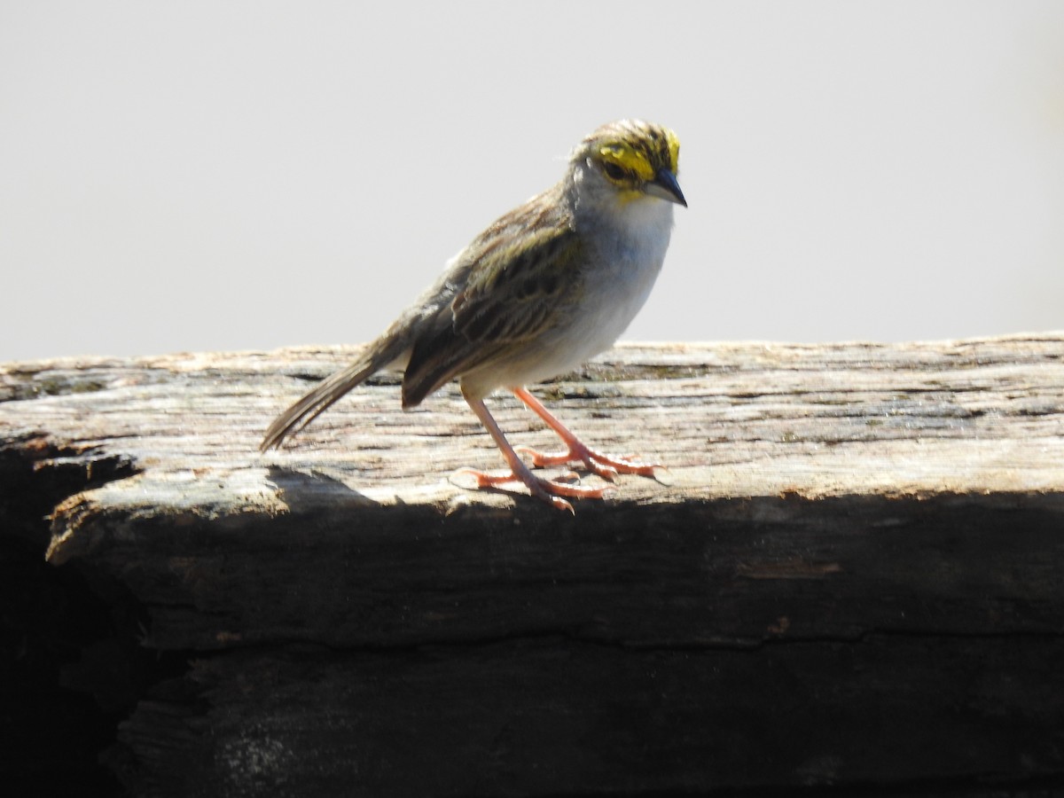 Yellow-browed Sparrow - ML618493401