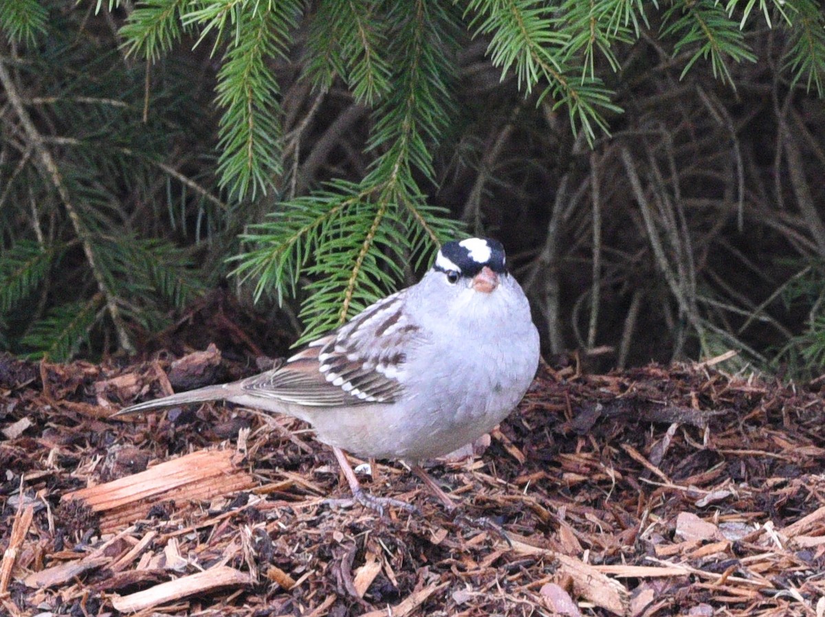 White-crowned Sparrow - ML618493410