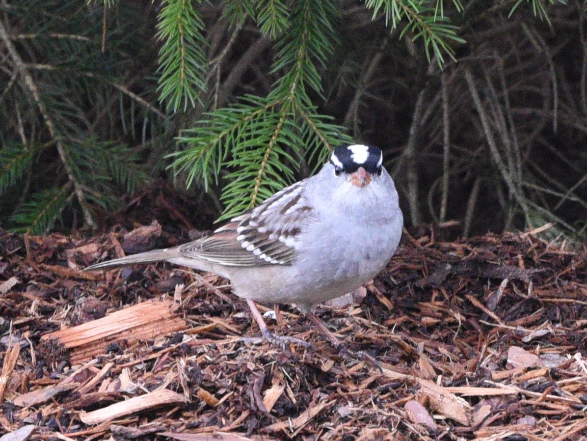 White-crowned Sparrow - ML618493411