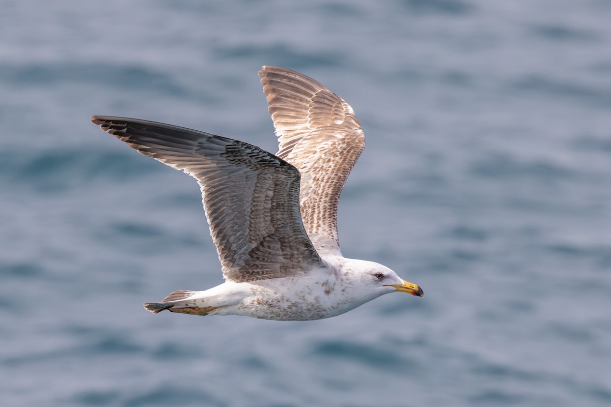 Yellow-legged Gull (michahellis) - ML618493414